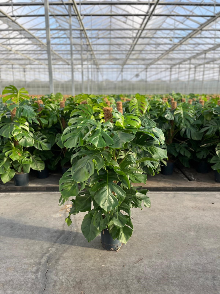 Monstera Pertusum 120mos.