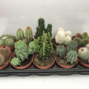 Cactus mix 12 cm