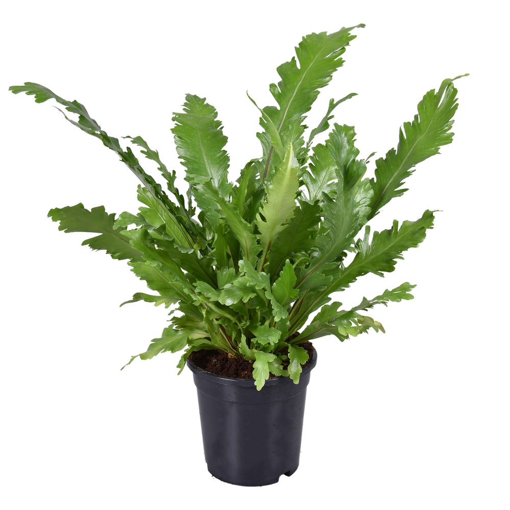 Asplenium Campio.