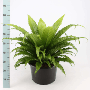 Asplenium osaka
