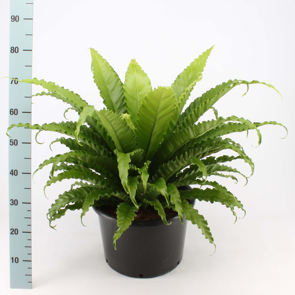 Asplenium osaka.