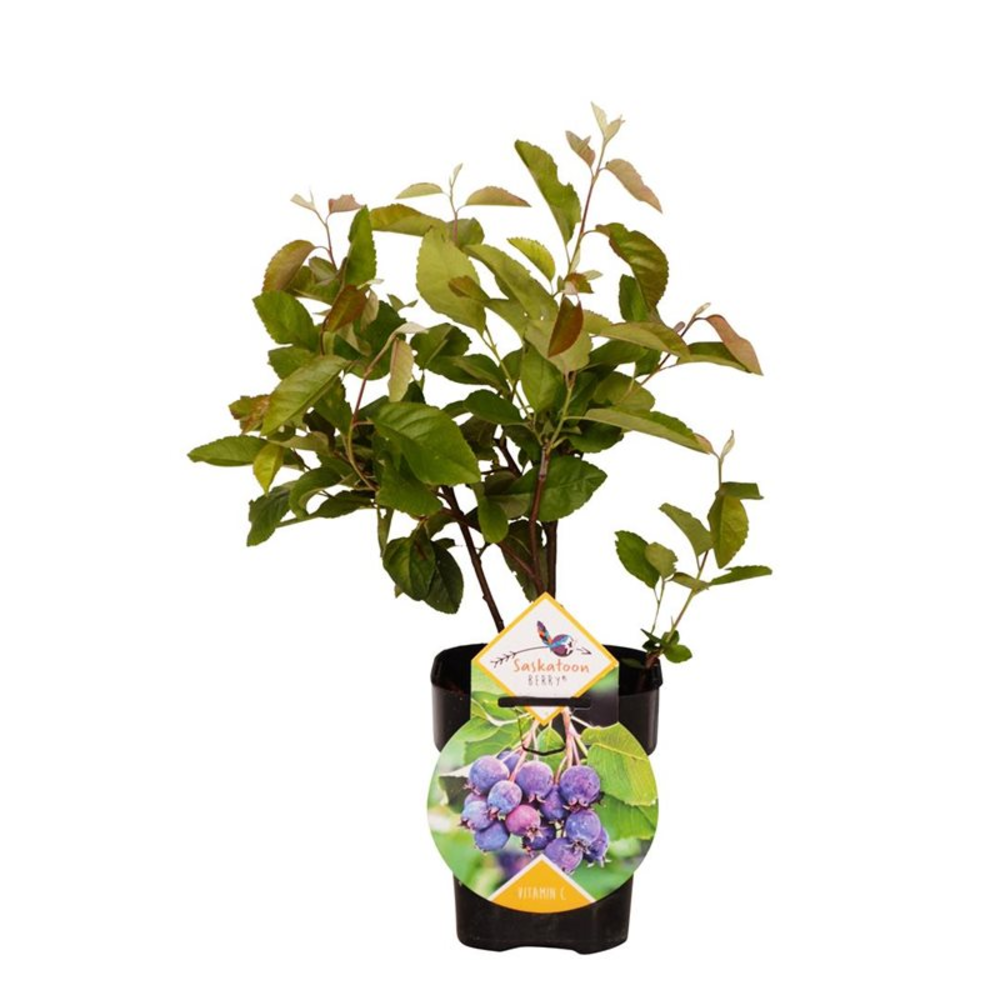 Amelanchier 'Saskatoon Berry' ®.