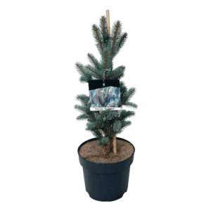 Picea pung. 'Iseli Fastigiate'.