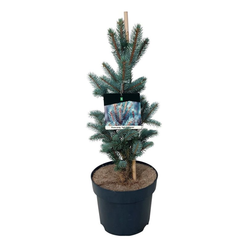 Picea pung. 'Iseli Fastigiate'.