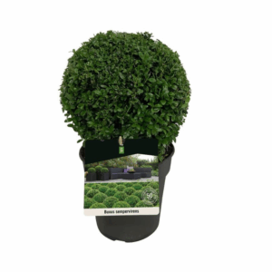 Buxus sempervirens.