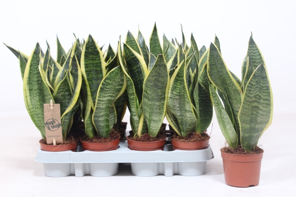 Sansevieria Superba.