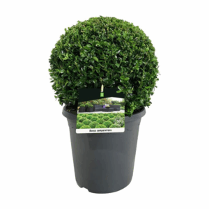 Buxus sempervirens.