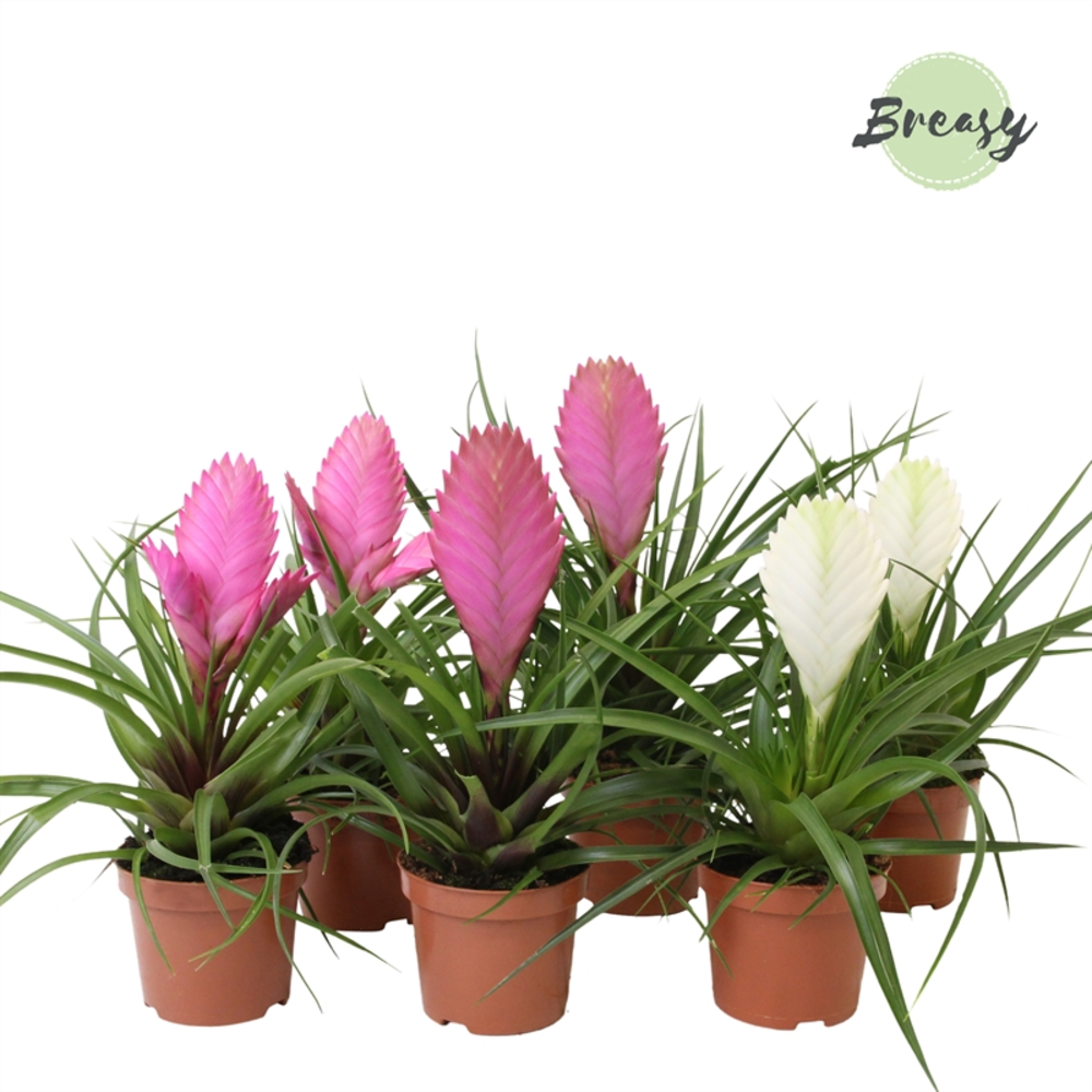 Tillandsia Sweet.