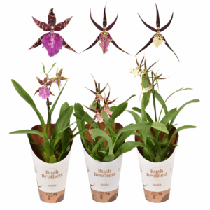Brassia Shelob Tolkien mix 1 tak kort 12 cm