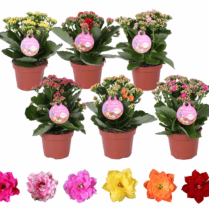 Grdn 12 MIX - Kalanchoe Gardenlina 12cm mix