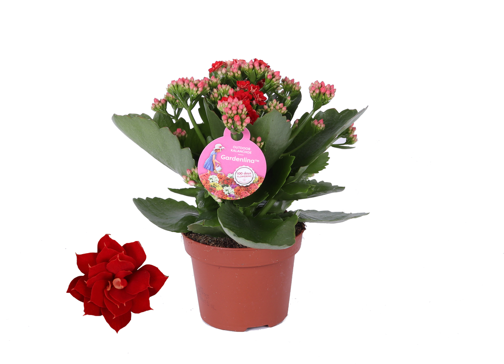GRDN 12 ROOD - Kalanchoe Gardenlina 12cm rood.