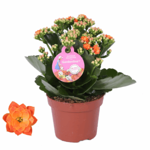 Grdn 12 ORAN - Kalanchoe Gardenlina 12cm oranje