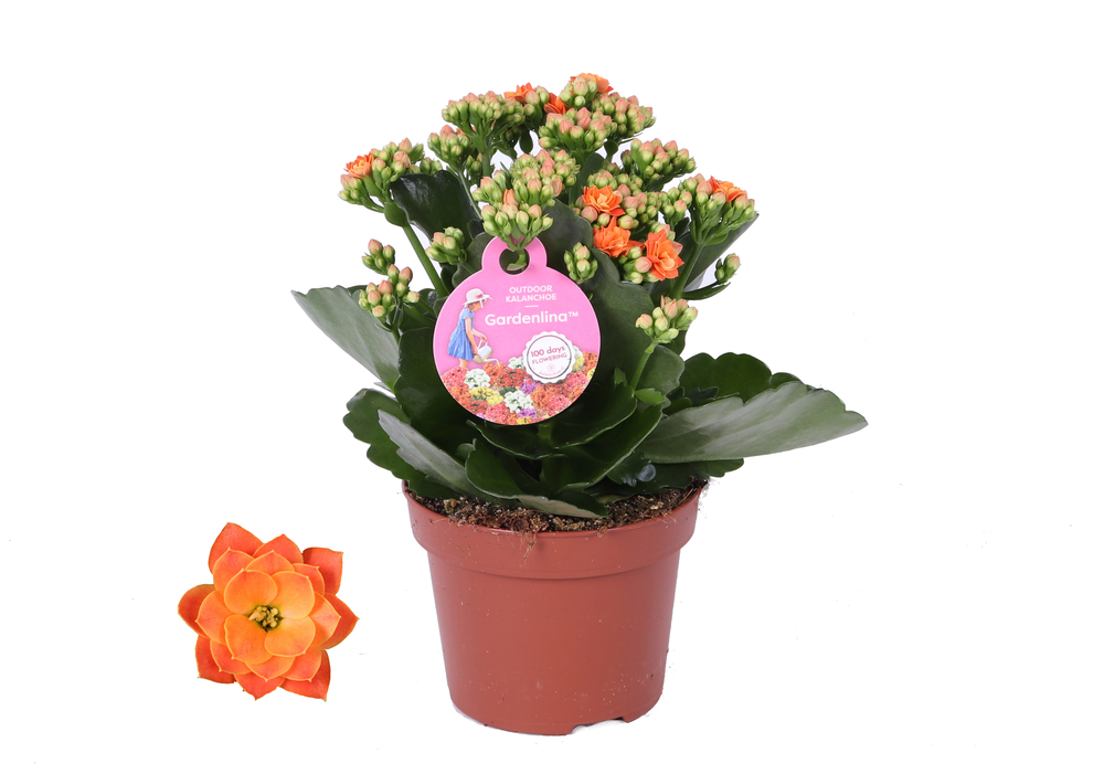 GRDN 12 ORAN - Kalanchoe Gardenlina 12cm oranje.
