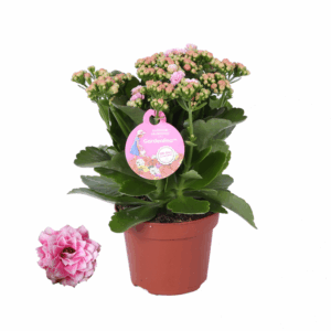 GRDN 12 WTRZ - Kalanchoe Gardenlina 12cm witroze.