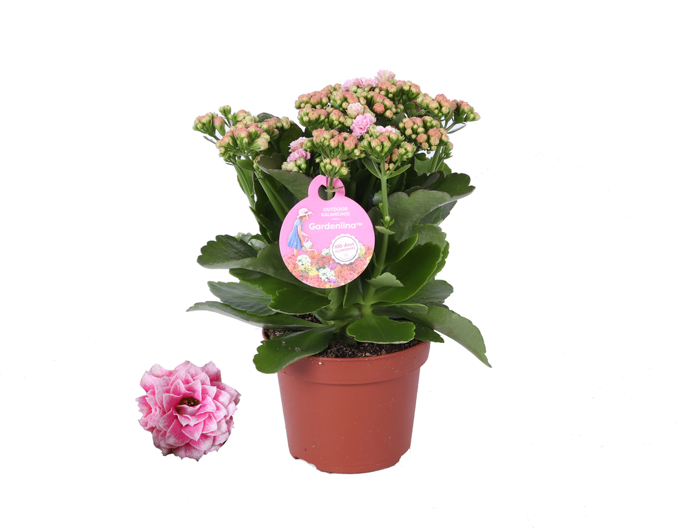 GRDN 12 WTRZ - Kalanchoe Gardenlina 12cm witroze.