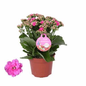 Grdn 12 ROZE - Kalanchoe Gardenlina 12cm roze