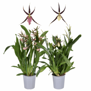 Brassia mix 2 tak kort 12 cm