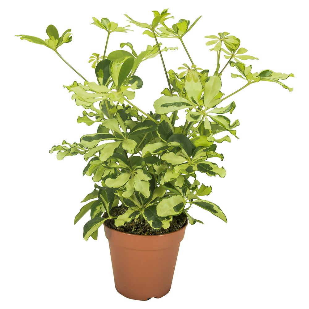 Schefflera Charlotte Vertakt.