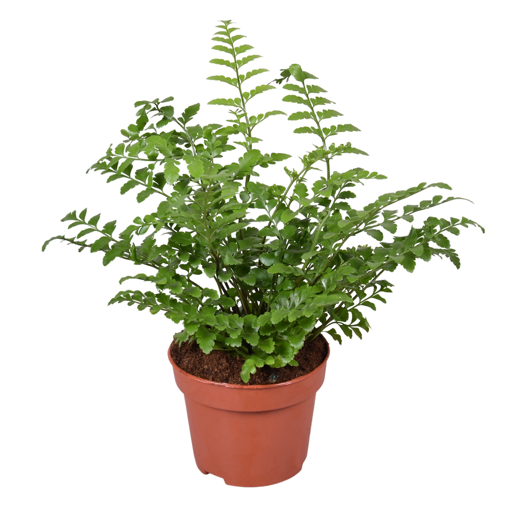Asplenium Parvati.