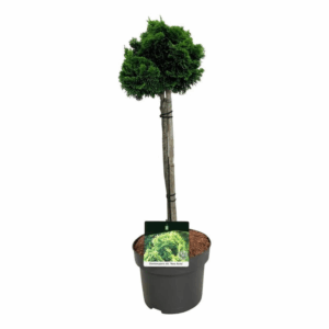 Chamaecyparis o. 'Nana Aurea'.