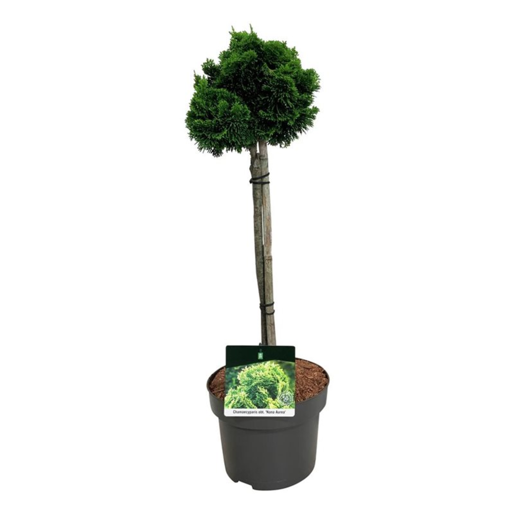 Chamaecyparis o. 'Nana Aurea'.