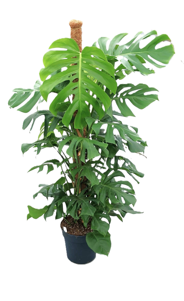 Monstera Pertusum Grp.