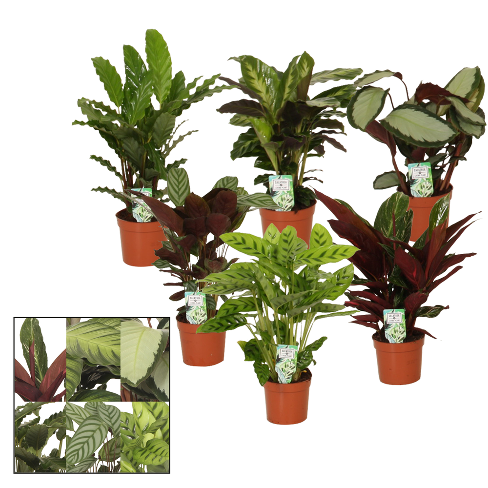 Calathea 12cm gemengd.