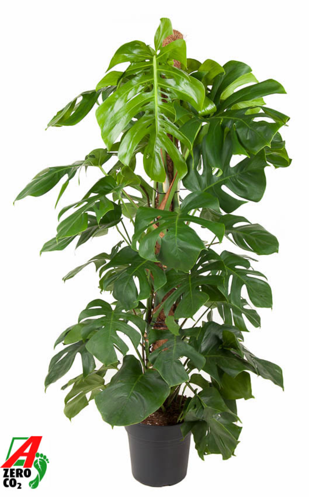 Monstera Deliciosa Mosstok P27.
