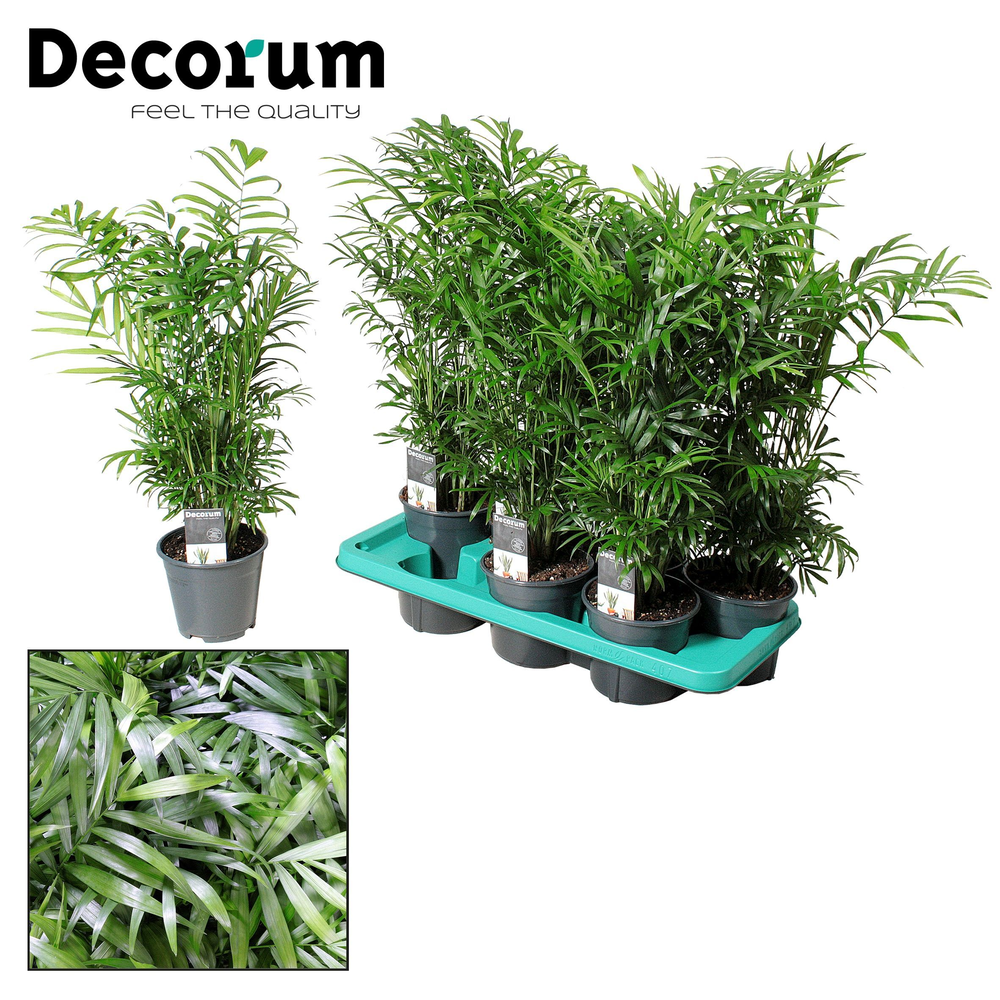 Chamaedorea elegans (Decorum).
