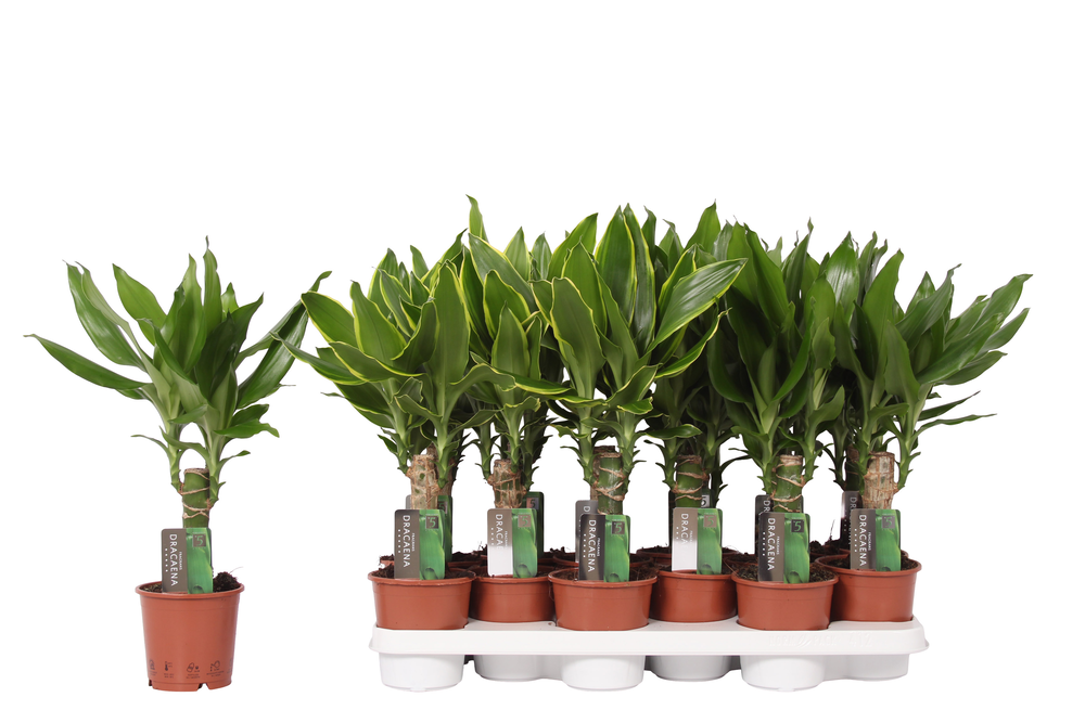 Dracaena mix Golden Coast and Steudneri Green, 11 .