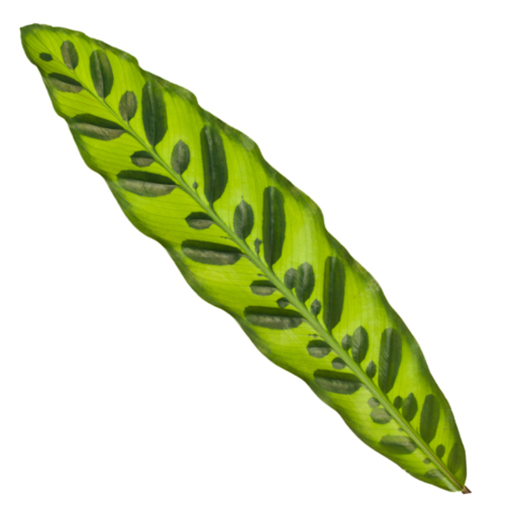 Calathea 17cm Insigne (Lancifolia).