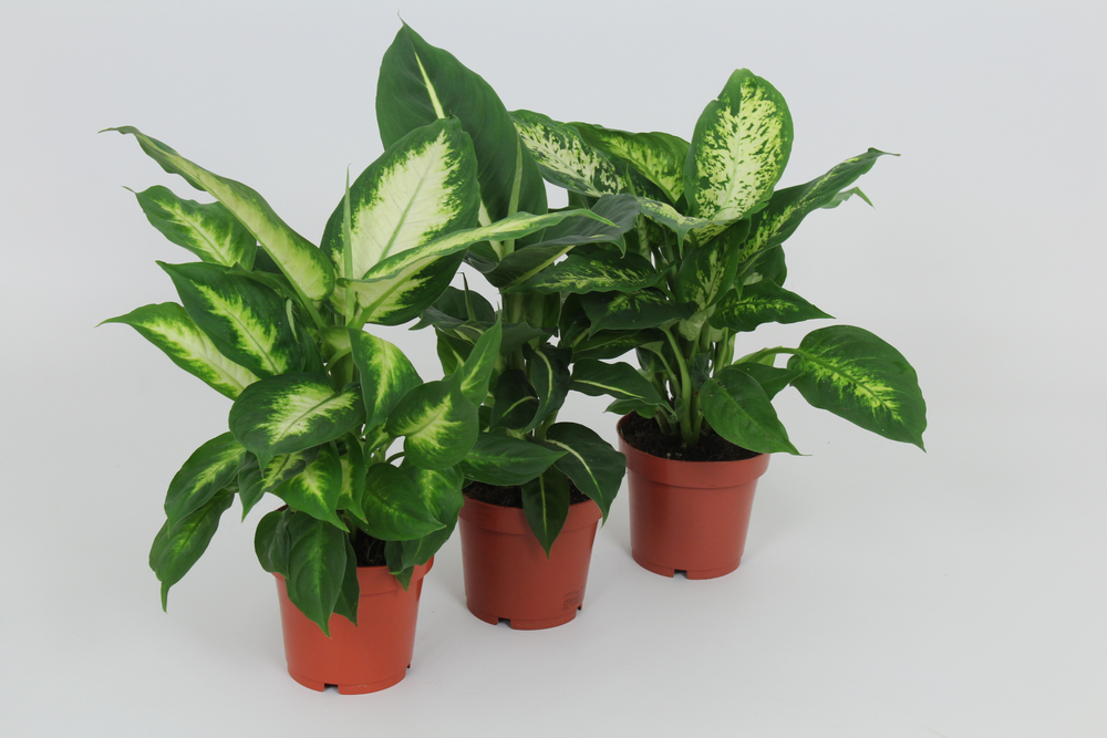 Purify Dieffenbachia Gemengd 12 cm.