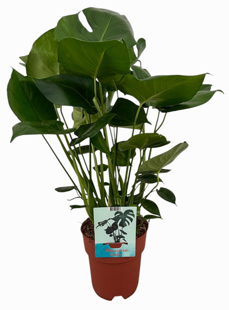 Monstera Deliciosa.