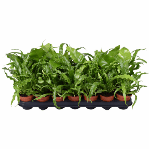 Asplenium Gemengd