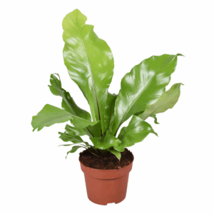 Asplenium Nidus