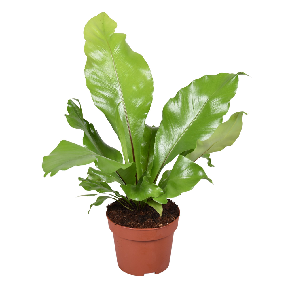 Asplenium Nidus.