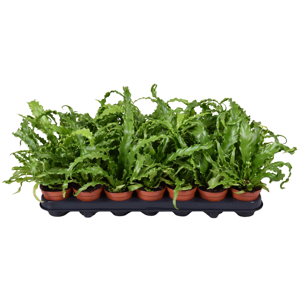 Asplenium Osaka.