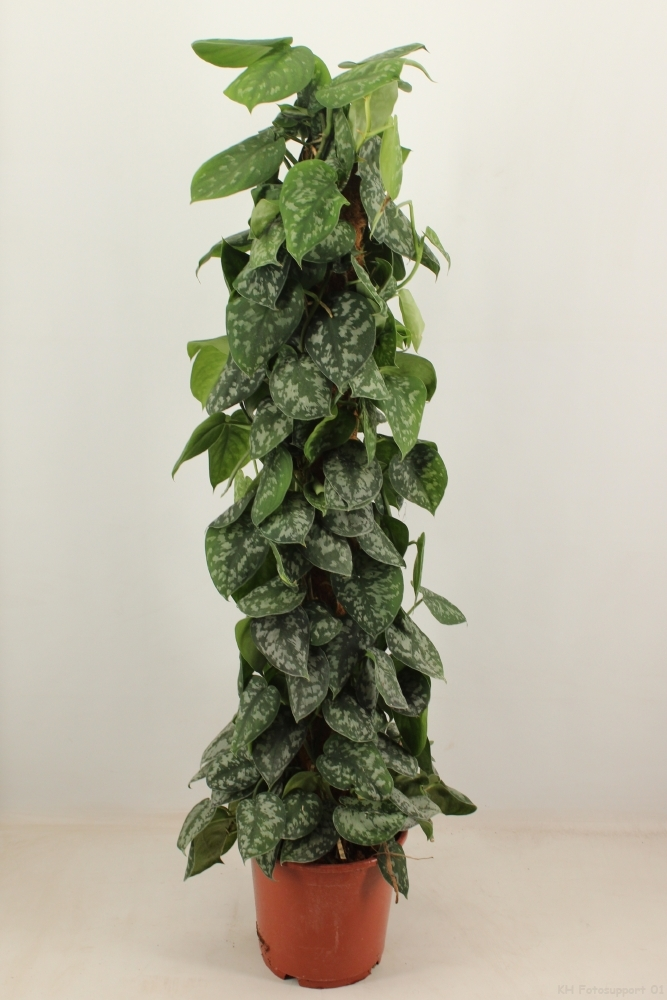 scindapsus trebie 120 cm mosstok.