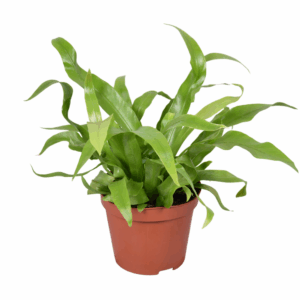 Asplenium Antiquum