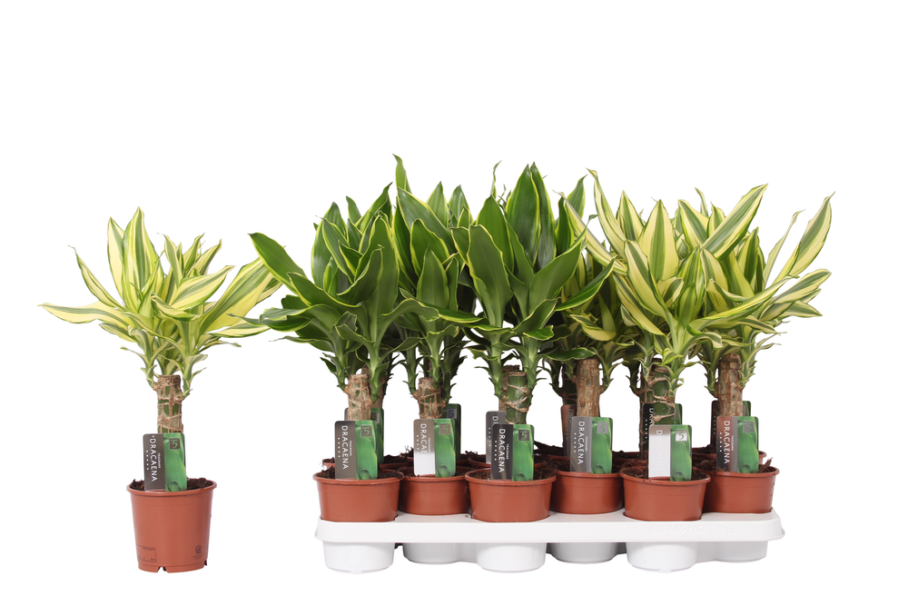 Dracaena mix Golden Coast and Yellow Coast, 11 cm .