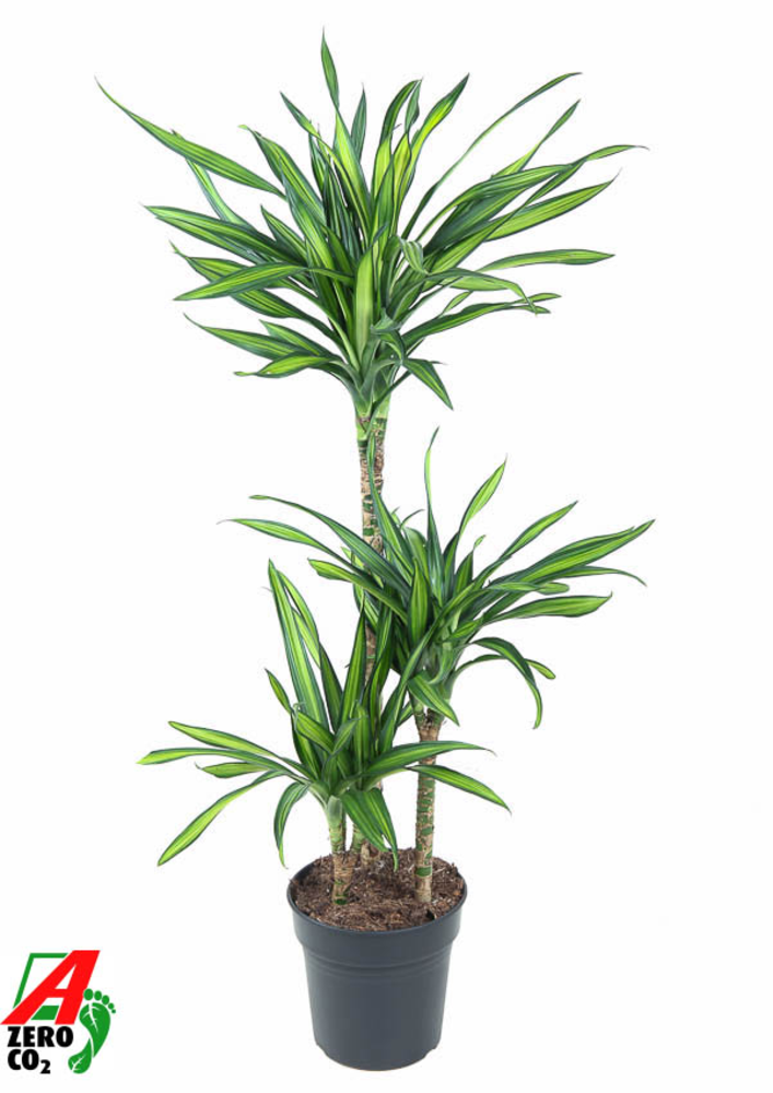 Dracaena Riki 60-30-15.