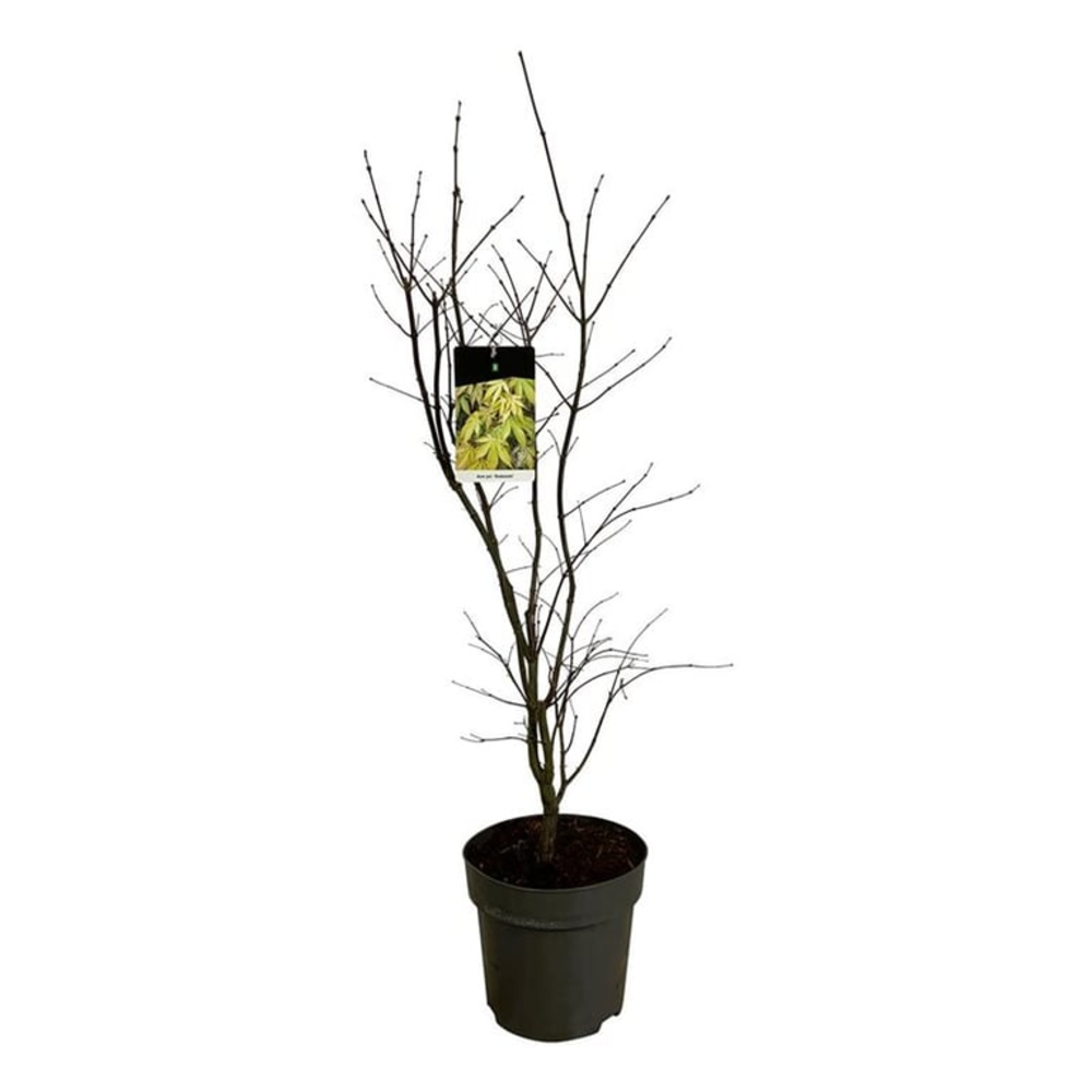 Acer pal. 'Osakazuki'.