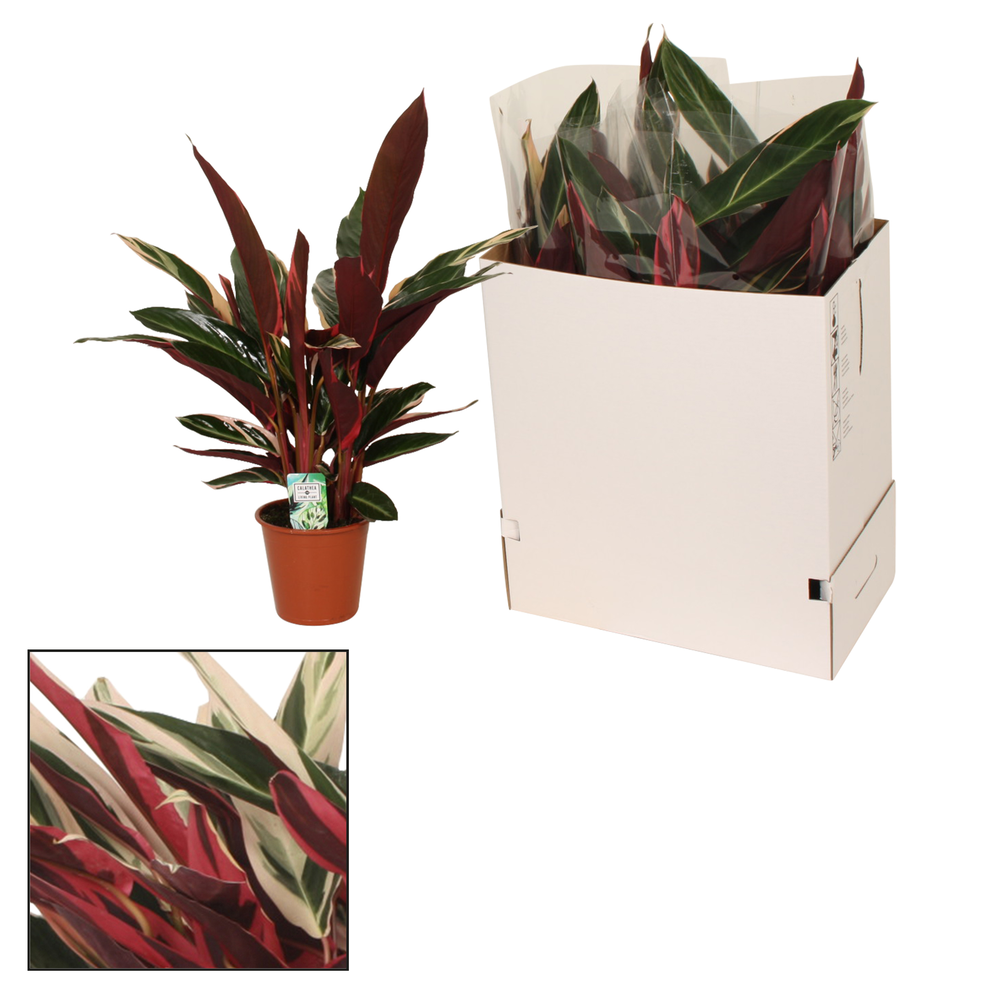 Calathea 19cm Triostar (Stromanthe).