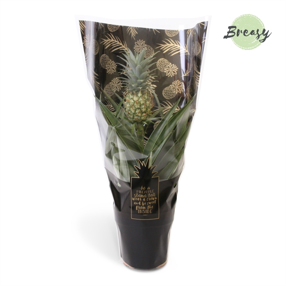 Ananas Mi Amigo Jaiba.