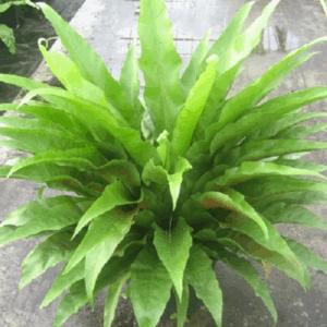 Asplenium antiquum