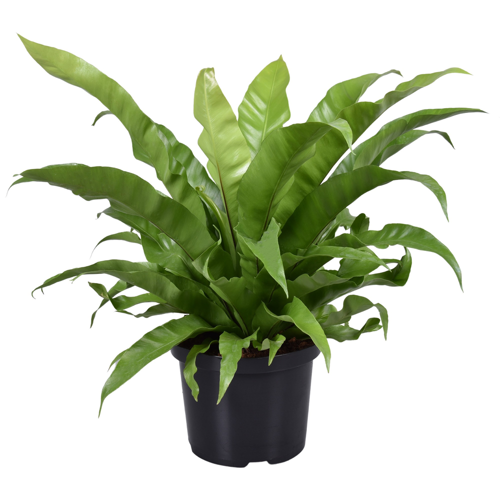 Asplenium Antiquum.