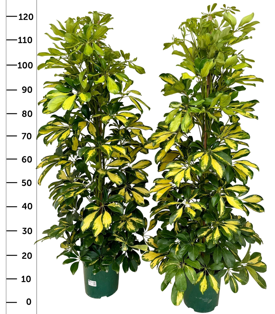 Schefflera dalton P21.