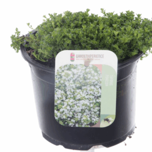 Thymus praecox Albiflorus