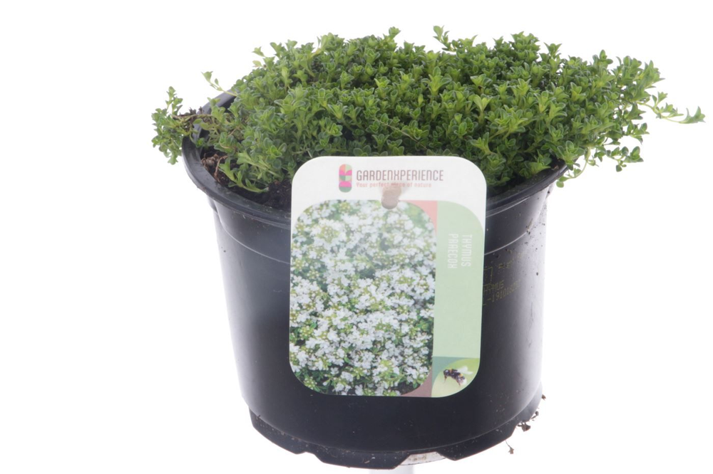 Thymus praecox Albiflorus.