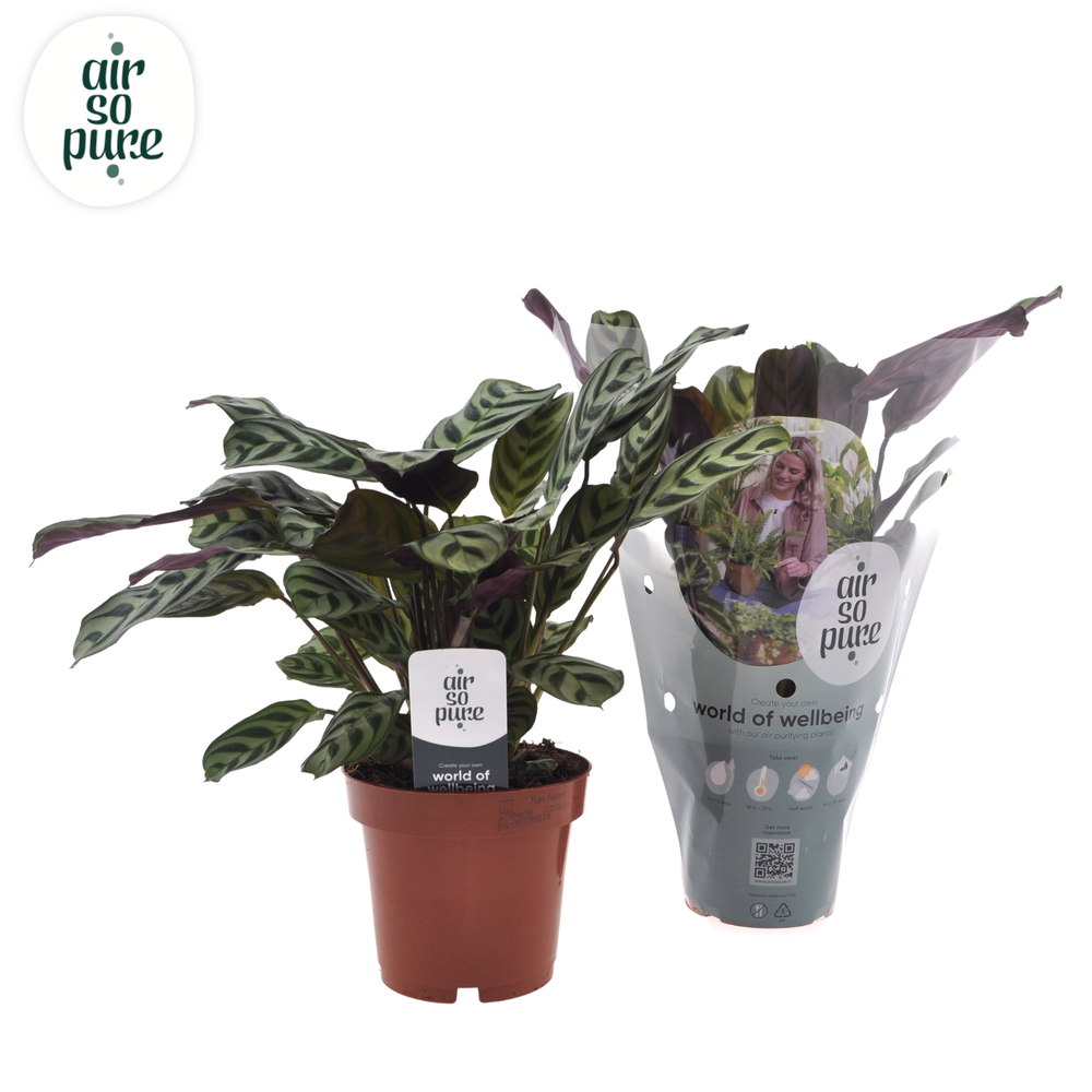 Ctenanthe Burle Marxii.